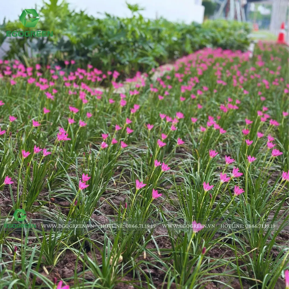 Những loài cây loài hoa có khả năng lọc khí, tạo cảnh sắc.